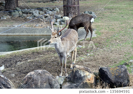 Deer 135694591