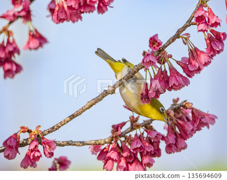 A white-eye bird, an acrobat in the blue sky, enjoying the nectar of the Kanhi cherry blossoms upside down A white-eye bird, an acrobat in the blue sky, enjoying the nectar of the Kanhi cherry blossoms upside down 135694609