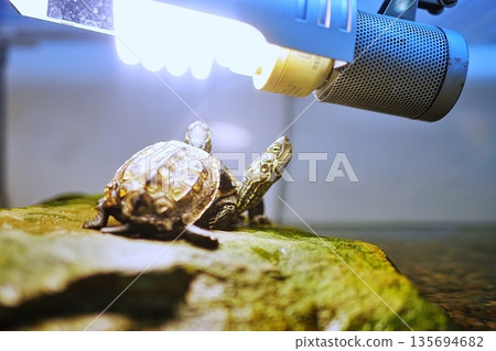 A turtle 135694682