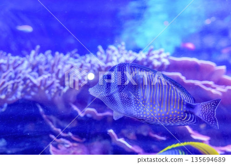 A longfin tang swimming through a coral reef. The underwater world is bathed in a mystical blue light. 135694689