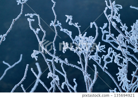 Winter grass Winter grass 135694921