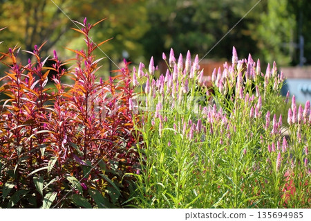 Refreshing bellflower 135694985