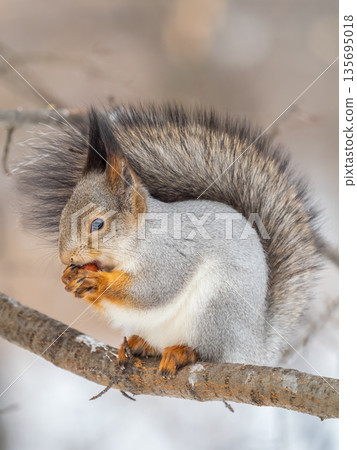 The squirrel with nut sits on tree in the winter or late autumn 135695018