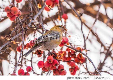Pine Grosbeak Female Eating Red Berries in Winter Pine Grosbeak Female Eating Red Berries in Winter 135695029