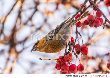 Pine Grosbeak Female Eating Red Berries in Winter Pine Grosbeak Female Eating Red Berries in Winter 135695031