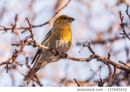 Pine Grosbeak Female Eating Red Berries in Winter 135695032
