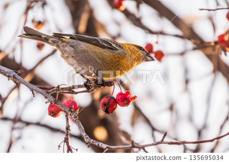 Pine Grosbeak Female Eating Red Berries in Winter Pine Grosbeak Female Eating Red Berries in Winter 135695034