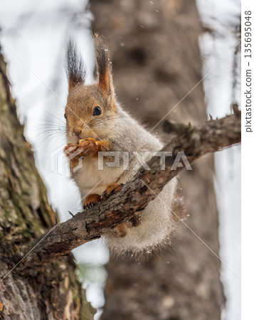 The squirrel with nut sits on tree in the winter or late autumn The squirrel with nut sits on tree in the winter or late autumn 135695048