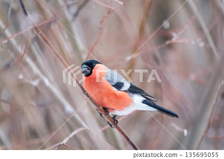 Bullfinch, pyrrhula pyrrhula, sitting on a branch without leaves in the autumn or winter. Bullfinch, pyrrhula pyrrhula, sitting on a branch without leaves in the autumn or winter. 135695055
