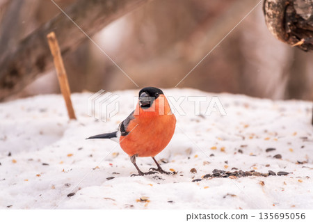 Bullfinch, pyrrhula pyrrhula, sitting on a branch without leaves in the autumn or winter. 135695056