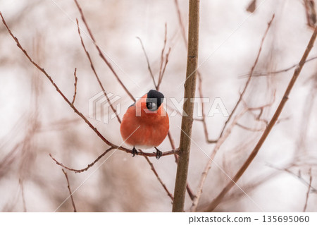 Bullfinch, pyrrhula pyrrhula, sitting on a branch without leaves in the autumn or winter. 135695060
