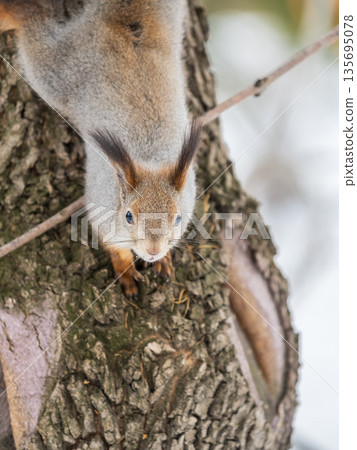 Squirrel sitting upside down on a tree trunk. The squirrel hangs upside down on a tree against colorful blurred background. Close-up. 135695078