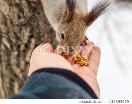 Squirrel eats nuts from a man's hand. Caring for animals in winter or autumn. Squirrel eats nuts from a man's hand. Caring for animals in winter or autumn. 135695079