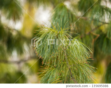 Cedar branches with long fluffy needles with a beautiful blurry background. Cedar branches with long fluffy needles with a beautiful blurry background. 135695086
