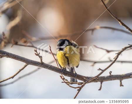 Cute bird Great tit, songbird sitting on a branch without leaves in the autumn or winter. Cute bird Great tit, songbird sitting on a branch without leaves in the autumn or winter. 135695095