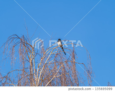 The Eurasian Magpie or Common Magpie or Pica pica is sitting on the branch with colorful background The Eurasian Magpie or Common Magpie or Pica pica is sitting on the branch with colorful background 135695099