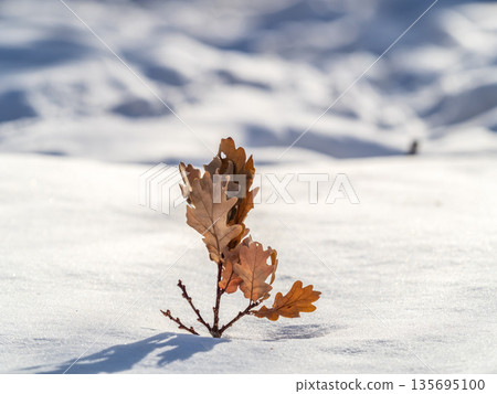 Close-up of dry oak leaf in snow 135695100