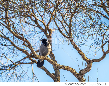 A hooded crow sitting on a tree A hooded crow sitting on a tree 135695101