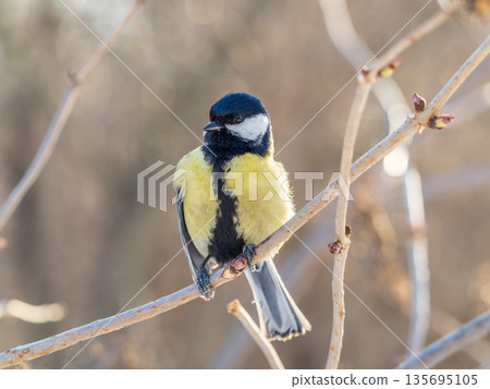 Cute bird Great tit, songbird sitting on a branch without leaves in the autumn or winter. 135695105