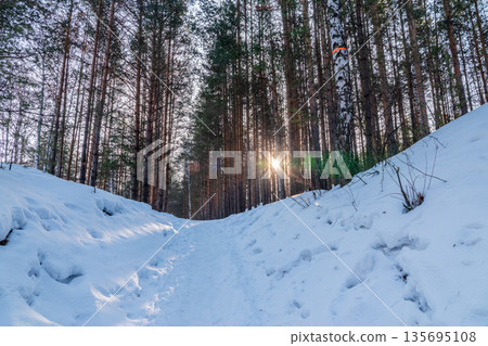 The Sun's rays pass through the trees in winter forest The Sun's rays pass through the trees in winter forest 135695108