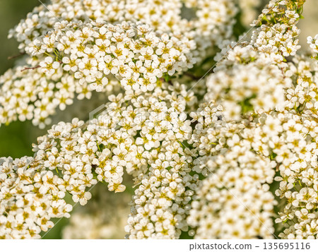 Beautiful white flowers Spirea aguta or Brides wreath. 135695116