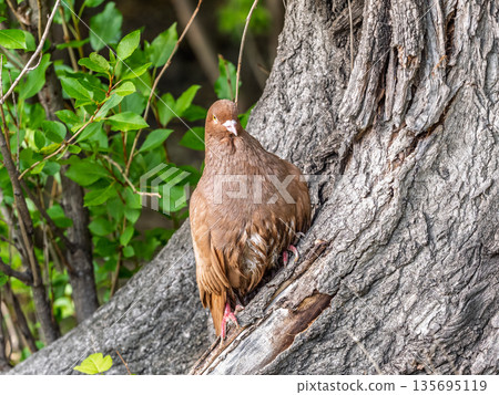 The fat pigeon sitting on a branch. The fat pigeon sitting on a branch. 135695119