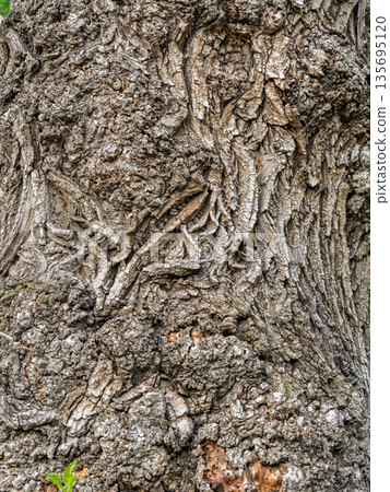 Poplar tree bark with wooden texture nature background Poplar tree bark with wooden texture nature background 135695120