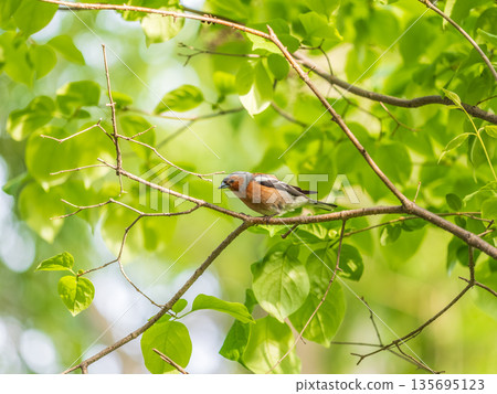 Common chaffinch, Fringilla coelebs, sits on a branch in spring on green background. Common chaffinch in wildlife. 135695123