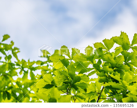 Green oak leaves background. Plant and botany nature texture. green oak leaves in woods 135695126