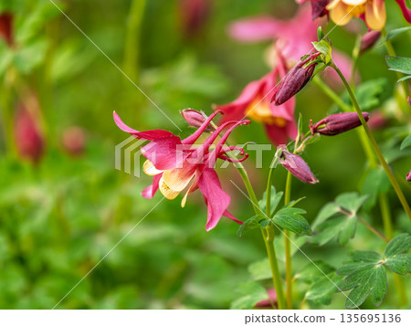 Beautiful native wild flower of western Canada. Aquilegia formosa, crimson columbine, western columbine, or red columbine. Close-up vibrant red and yellow color flower. Beautiful native wild flower of western Canada. Aquilegia formosa, crimson columbine, western columbine, or red columbine. Close-up vibrant red and yellow color flower. 135695136