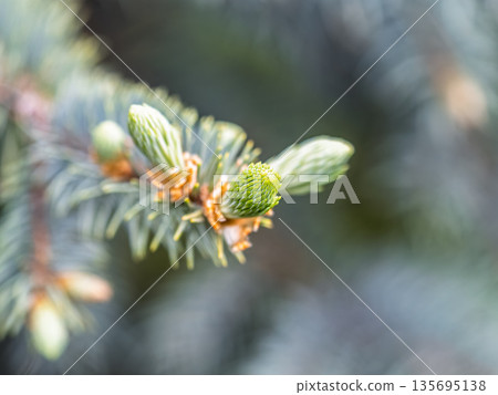 Closeup of fir branches with young buds. Spring nature concept. Fir branches with fresh shoots 135695138