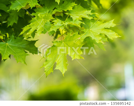 Spring branches of maple tree with fresh green leaves. Acer saccharinum, silver maple 135695142