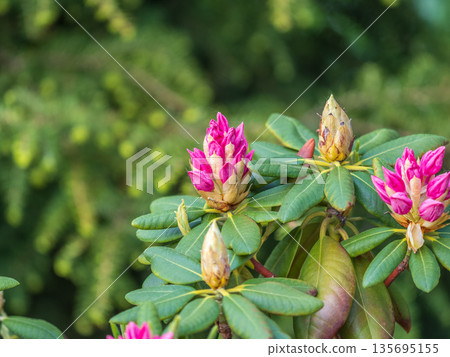 Pink flowers of Siberian rhododendron copy space. Rhododendron dauricum. Spring flowering of Altai rhododendron. 135695155