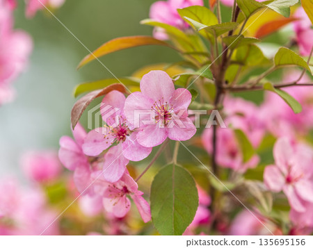 Fresh pink flowers of a blossoming apple tree with blured background Fresh pink flowers of a blossoming apple tree with blured background 135695156