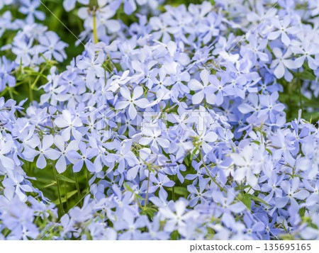 Wild blue phlox flowers, Phlox divaricata in spring garden. 'Blue Moon' flowers, Wild Sweet William or Blue Phlox is wild flowers blooming in garden. Wild blue phlox flowers, Phlox divaricata in spring garden. 'Blue Moon' flowers, Wild Sweet William or Blue Phlox is wild flowers blooming in garden. 135695165