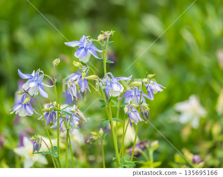 Blue and purple flower of European columbine, Aquilegia vulgaris 135695166