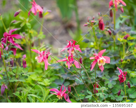 Beautiful native wild flower of western Canada. Aquilegia formosa, crimson columbine, western columbine, or red columbine. Close-up vibrant red and yellow color flower. Beautiful native wild flower of western Canada. Aquilegia formosa, crimson columbine, western columbine, or red columbine. Close-up vibrant red and yellow color flower. 135695167