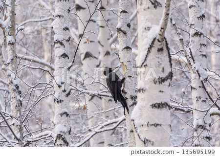 Black woodpecker female Dryocopus martius on a birch in a winter forest 135695199