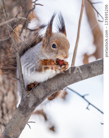 The squirrel with nut sits on tree in the winter or late autumn 135695206