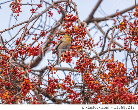 Pine Grosbeak Female Eating Red Berries in Winter 135695212