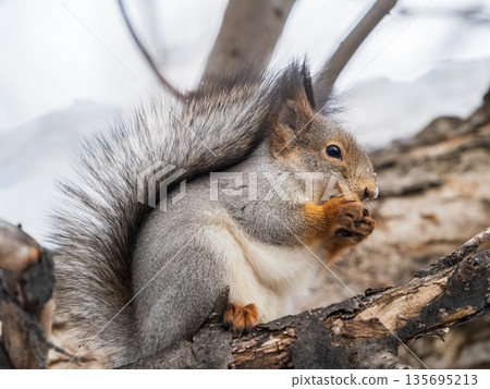 The squirrel with nut sits on tree in the winter or late autumn 135695213