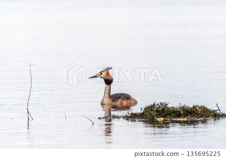 The waterfowl bird Great Crested Grebe swimming in the lake near its nest with eggs 135695225