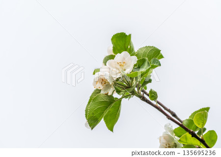 White blossoming apple trees. White apple tree flowers White blossoming apple trees. White apple tree flowers 135695236