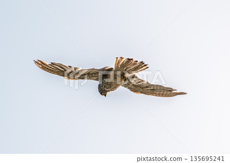 Common kestrel, Falco tinnunculus, hovered in the air in search of prey Common kestrel, Falco tinnunculus, hovered in the air in search of prey 135695241