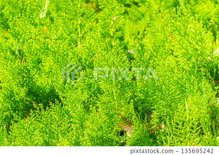 Green branches and young leaves of a thuja tree. Green branches and young leaves of a thuja tree. 135695242