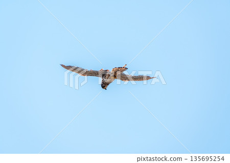The common kestrel (Falco tinnunculus), also known as the European kestrel, Eurasian kestrel. The common kestrel (Falco tinnunculus), also known as the European kestrel, Eurasian kestrel. 135695254