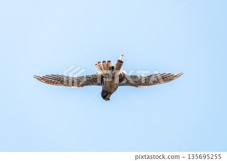 The common kestrel (Falco tinnunculus), also known as the European kestrel, Eurasian kestrel. The common kestrel (Falco tinnunculus), also known as the European kestrel, Eurasian kestrel. 135695255