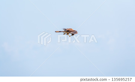 The common kestrel (Falco tinnunculus), also known as the European kestrel, Eurasian kestrel. The common kestrel (Falco tinnunculus), also known as the European kestrel, Eurasian kestrel. 135695257