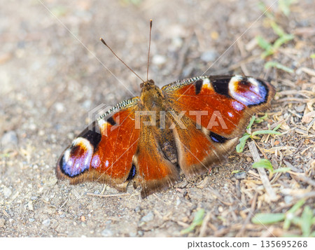 Peacock butterfly on the ground among the grass 135695268