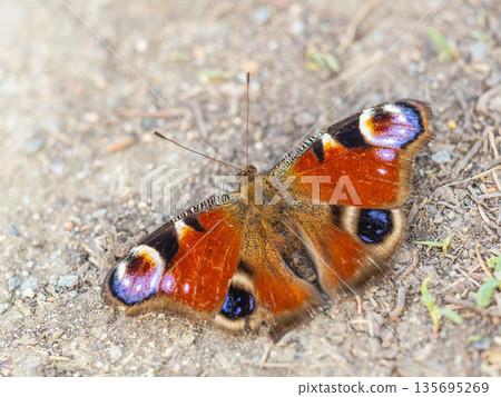 Peacock butterfly on the ground among the grass 135695269